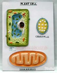 Plant Cell