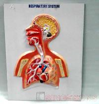 Respiratory System