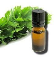 Celery Seed Oil