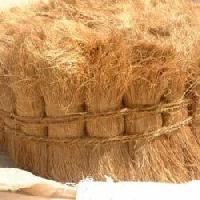 bristle coir fiber