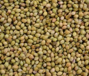 Coriander Seeds