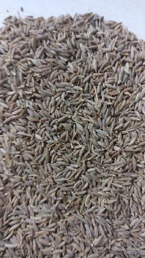 Cumin Seed