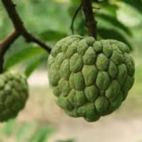 Ripe Custard Apple