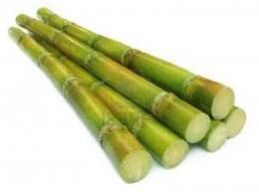 Sugarcane