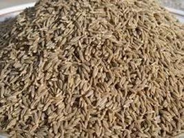 Cumin Seeds