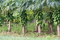 Papaya Plant