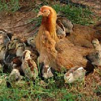 Original Indian Country Chickens Day Old Chicks