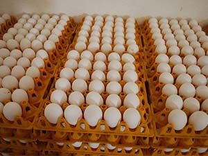 Table Eggs