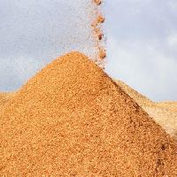 Sawdust Powder