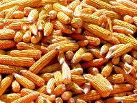 Yellow Corn Animal Feed