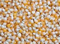 Yellow Maize Seeds