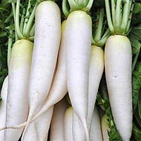 Fresh White Radish