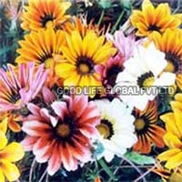 Gazania Splendens Seeds (Sunshine Hybrid Mixed)