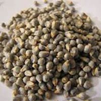 Green Millet