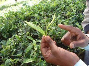 Nilgiri Tea Leaf