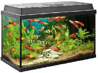 Fish Aquarium