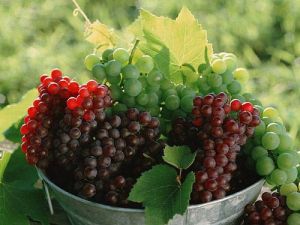 Fresh Grapes