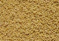 Millet Seeds