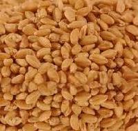 Wheat Seeds