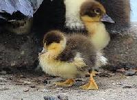 duckling