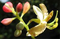 Tamarind Flower