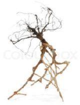 vinca rosea roots