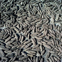 Dried Sea Cucumber Dried Sea Cucumber