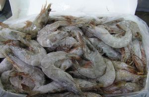 Head On Shrimps Head On Shrimps