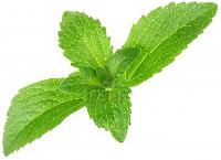 stevia leaf