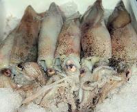 Frozen Squid