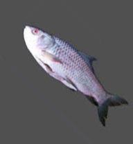 Rohu Fish