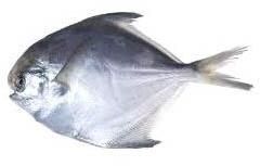 White Pomfret Fish