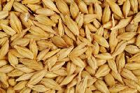 food grain seed