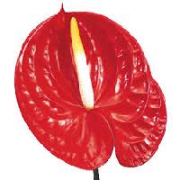 Anthurium Flower