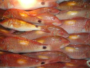 Fresh Chilled Red Mullet