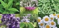 aromatic plants