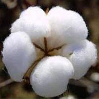 Raw Cotton