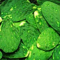 Prickly Pear Leaves