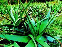 Aloe Vera Plant (Ghritkumari)