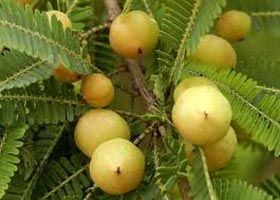 Emblica Officinalis Gaertn Plant (Amalaki)