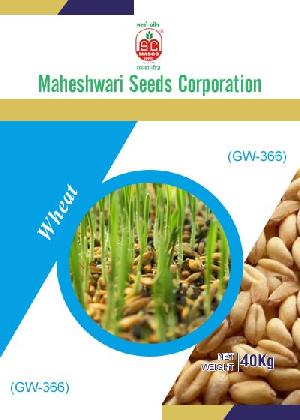 GW-366 Wheat Seeds