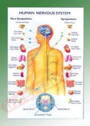 Educational Chart