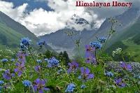 Natural Honey from Himalayas