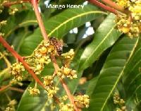 Natural Honey from Mango Flowers