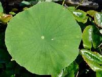 lotus leaves