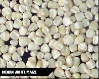 Animal Feed Maize