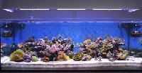 aquarium tank
