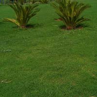 Field Grass Plantation