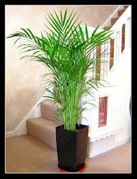 Indoor Plants On Rent Services