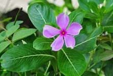 Catharanthus Roseus Plant